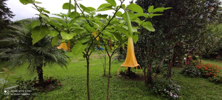 beautiful unique Chiriqui, Panama flower